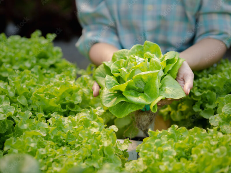 Support for plant health, troubleshooting, and maximizing yield